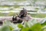 Hen wood duck with a large brood of ducklings.