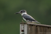 Belted kingfishers prefer high perches from which to hunt