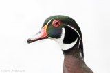 Drake wood duck one rainy morning