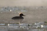 Hen hooded merganser one misty, sunny morning