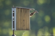 Hen Wood duck peering out to assess the safety of the area