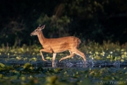 White-tailed deer prancing across the berm