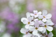 Blossoming, invasive dames rocket painted lavender, purple and white throughout the pond.