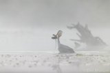 Emerging with its catfish catch