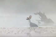 Emerging with its catfish catch