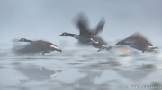 Geese Taking Flight