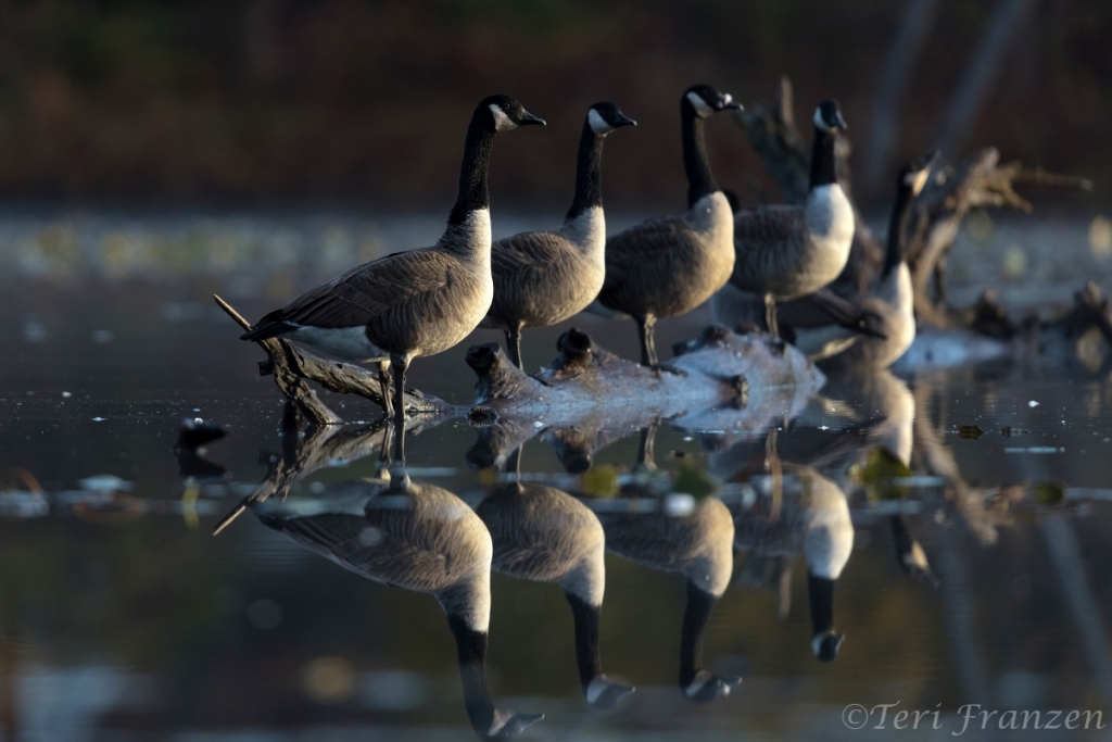 Canada Geese