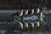 Canada Geese