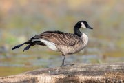 Canada Goose Wing stretch