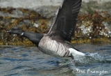 Brant Taking Flight