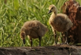 Goslings