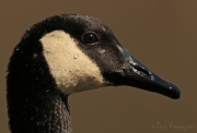 Canada Goose Portrait