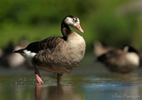 Canada x Domestic Goose