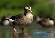 Canada x Domestic Goose