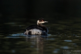 Eared Grebe