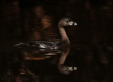 Pied-billed Grebe