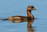 Pied-billed Grebe