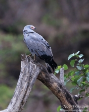 African Harrier Hawk