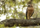 Red-shouldered Hawk