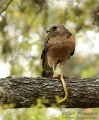 Red-shouldered Hawk