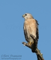 Red-shouldered Hawk