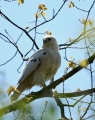 Leucistic Red-tailed Hawk