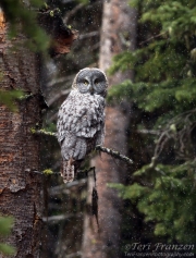 Great Gray Owl