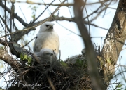 Leucistic Red-tailed Hawk