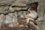 Red-tailed Hawks