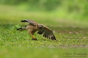 Red-shouldered Hawk