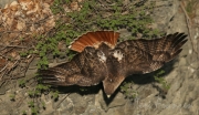 Red-tailed Hawk