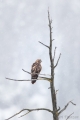 Red-tailed Hawk