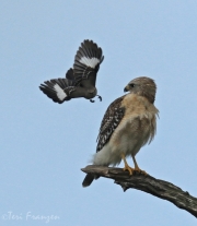 Red-shouldered Hawk and Northern Mockingbird