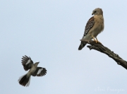 Red-shouldered Hawk and Northern Mockingbird