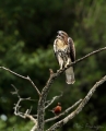 Fledgling Red-tailed Hawk and American Robin