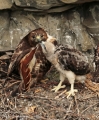 Red-tailed Hawks