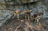 Red-tailed Hawks