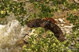 Red-tailed Hawk