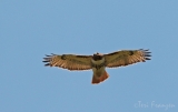 Red-tailed Hawk