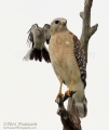 Red-shouldered Hawk and Northern Mockingbird