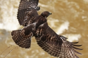 Fledgling Red-tailed Hawk