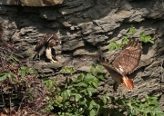 Red-tailed Hawks