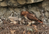 Red-tailed Hawks