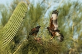 Harris's Hawk