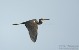 Tricolored Heron