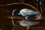 Little Blue Heron