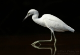 Little Blue Heron