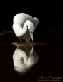 Little Blue Heron