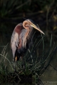 Purple Heron