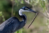 Black-headed heron